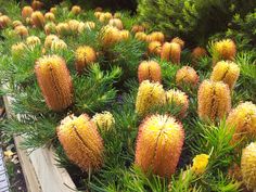 many different types of plants growing in a planter box with pine needles and yellow flowers