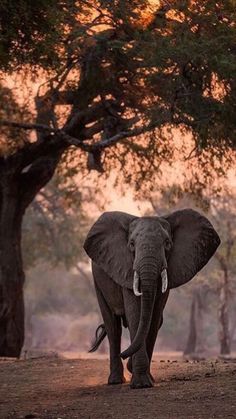 an elephant is standing in the dirt near some trees