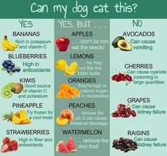 an image of fruits and vegetables with the words can my dog eat this? yes, but