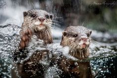 two wet otters are standing in the water