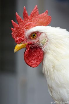 a close up of a rooster's head