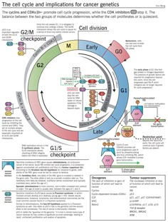 Cell Cycle Regulation, Cell Cycle Checkpoints, Genetics Infographic, Cell Cycle Diagram, Cell Cycle And Cell Division, Cell And Molecular Biology, Cell Biology Notes, The Cell Cycle, Genetic Counseling