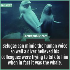 two dolphins in the water with a caption that reads belugas can mimic the human voice so well a diver belied his colleagues were trying to talk to him when in fact was the whale