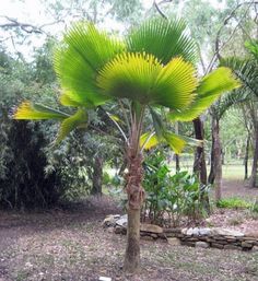 a large green plant growing in the middle of a forest