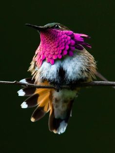 a hummingbird sitting on top of a wire with its wings spread out and it's head turned to the side