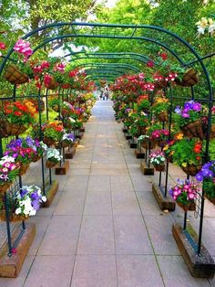 a walkway lined with lots of potted flowers