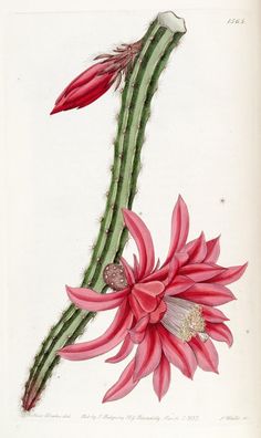 n2_w1150 | Edwards's botanical register. London :James Ridgw… | Flickr Antique Botanical Print, Head Shop, Cactus Art, Kew Gardens, Print Inspiration