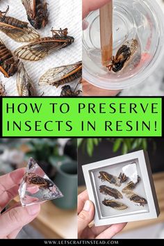 several pictures of insects in their home with text overlay that reads how to preserve insects in resin