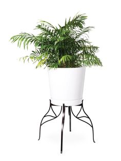 a potted plant sitting on top of a metal stand