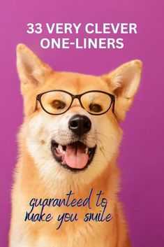 a dog wearing glasses with the caption'33 very clever one - liners