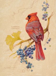 a painting of a cardinal sitting on a branch with berries