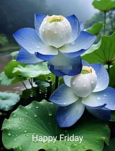 two blue and white flowers with water droplets on them