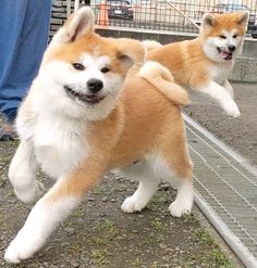 two brown and white dogs jumping in the air