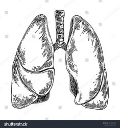 a drawing of the lungs in black and white stock photo, royalty image and royalty