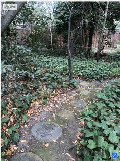 a path in the middle of a forest with lots of green plants and leaves on it