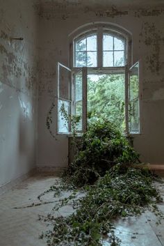 an abandoned room with ivy growing on the floor and large open window in the corner