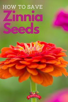 an orange and red flower with the words how to save zinna seeds on it