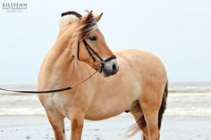 a brown horse standing on top of a sandy beach