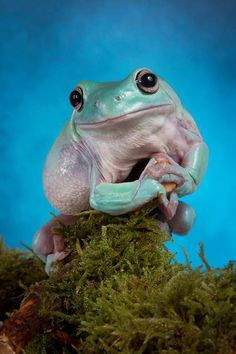 a green frog sitting on top of moss