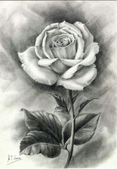 a drawing of a white rose on a gray background