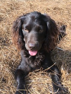 a black dog laying on top of dry grass