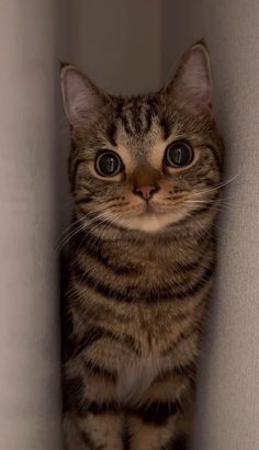 a cat is sitting in the corner of a room and looking up at the camera