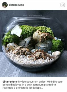 a glass bowl filled with rocks and plants