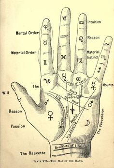 an old hand with the names of zodiacs and their corresponding numbers on it's palm