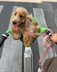 a dog is sitting on the handlebars of a scooter with its tongue hanging out