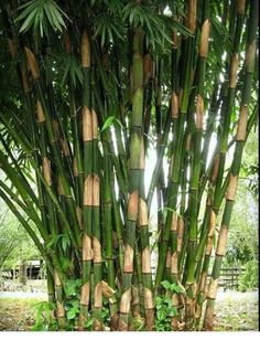 a tall bamboo tree with lots of green leaves