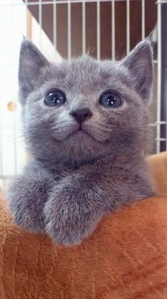 a kitten is sitting in a cage and looking at the camera with an expression on its face