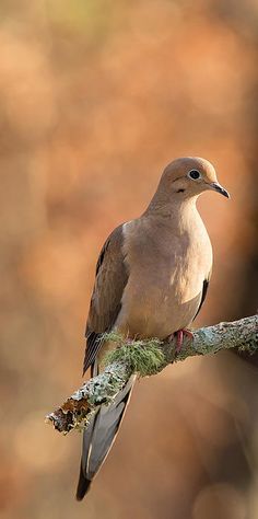 a bird is perched on a tree branch