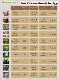 the best chicken breeds for eggs are shown in this chart, which shows how many different chickens