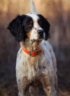 a brown and white dog standing in the grass