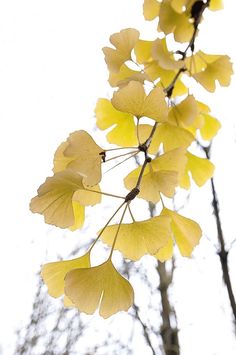 some yellow leaves are hanging from a tree