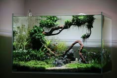 an aquarium with plants and rocks in it