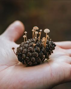 small mushrooms growing on top of a pine cone in someone's hand with their fingers