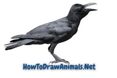 a black bird sitting on top of a white background with the words how to draw animals net