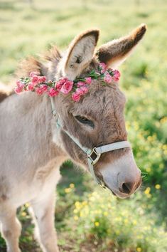 a small donkey wearing a flower crown on it's head standing in the grass