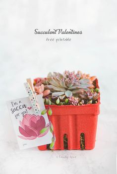 an advertisement for succulent valentine's day with a card and potted plant