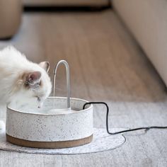 a white cat drinking water from a fountain