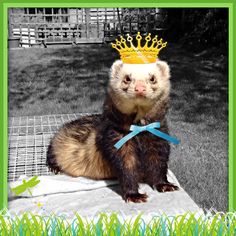 a ferret with a crown on its head sitting on a blanket in the grass