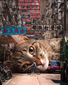 a cat laying on top of a sidewalk next to parked cars and bicycles in front of tall buildings