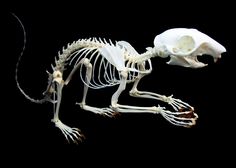 an animal skeleton is shown in the dark with it's legs spread out and its head