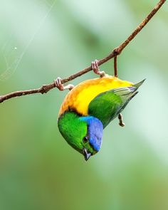 a colorful bird perched on top of a tree branch