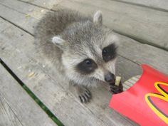 a raccoon is eating something out of a bag on a picnic table next to a hot dog