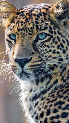 a close up of a leopard's face with blue eyes