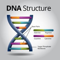 an image of a structure that is labeled in different colors and sizes, with the words dna structure below it