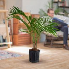 a man sitting on a couch reading a book next to a potted palm tree