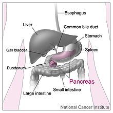 Pancreas - Wikipedia Foods For Gerd, 5 Weeks Pregnant, Good Foods, Reflux Symptoms, Bile Duct, Vanderbilt University, Reflux Disease, Homestead Survival, Acid Reflux